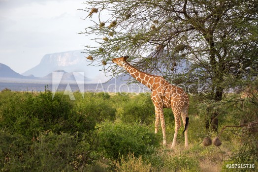 Picture of Giraffes between the acacia trees in the savannah of Kenya